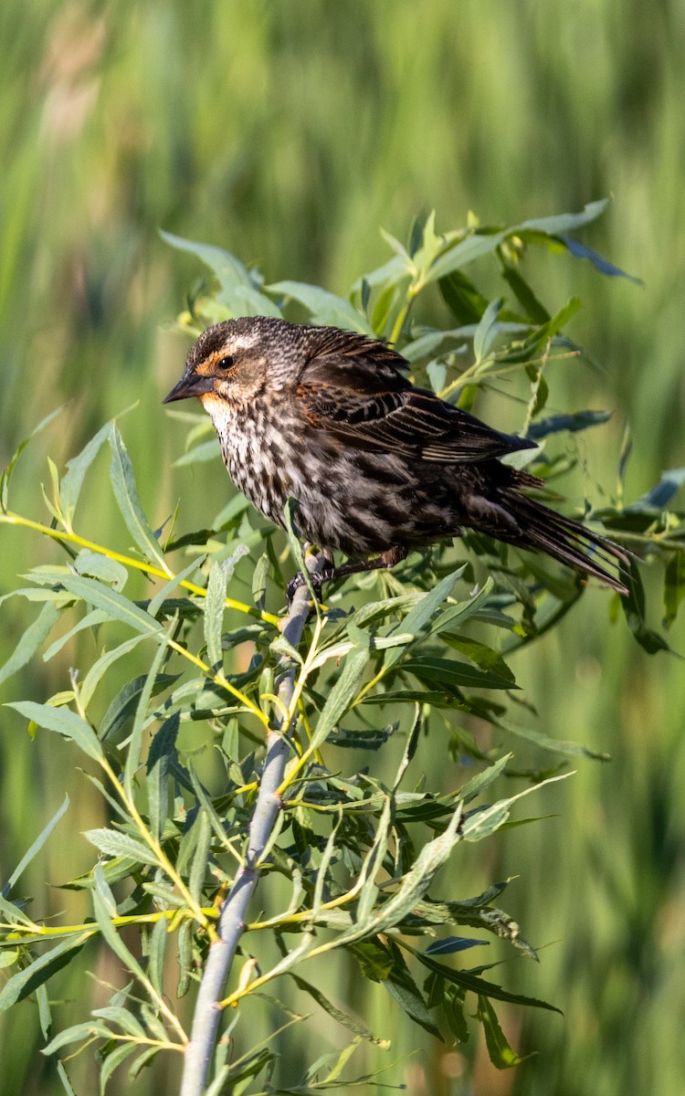 Red-winged Blackbird - ML619702239