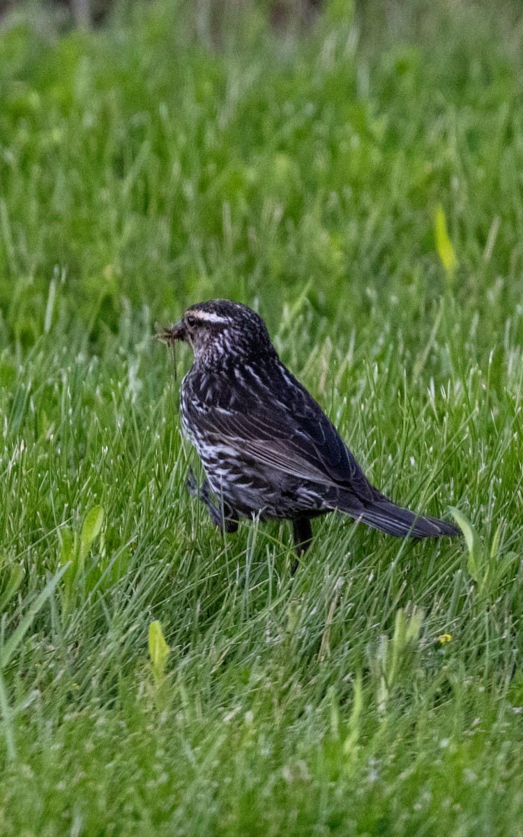 Red-winged Blackbird - ML619702241