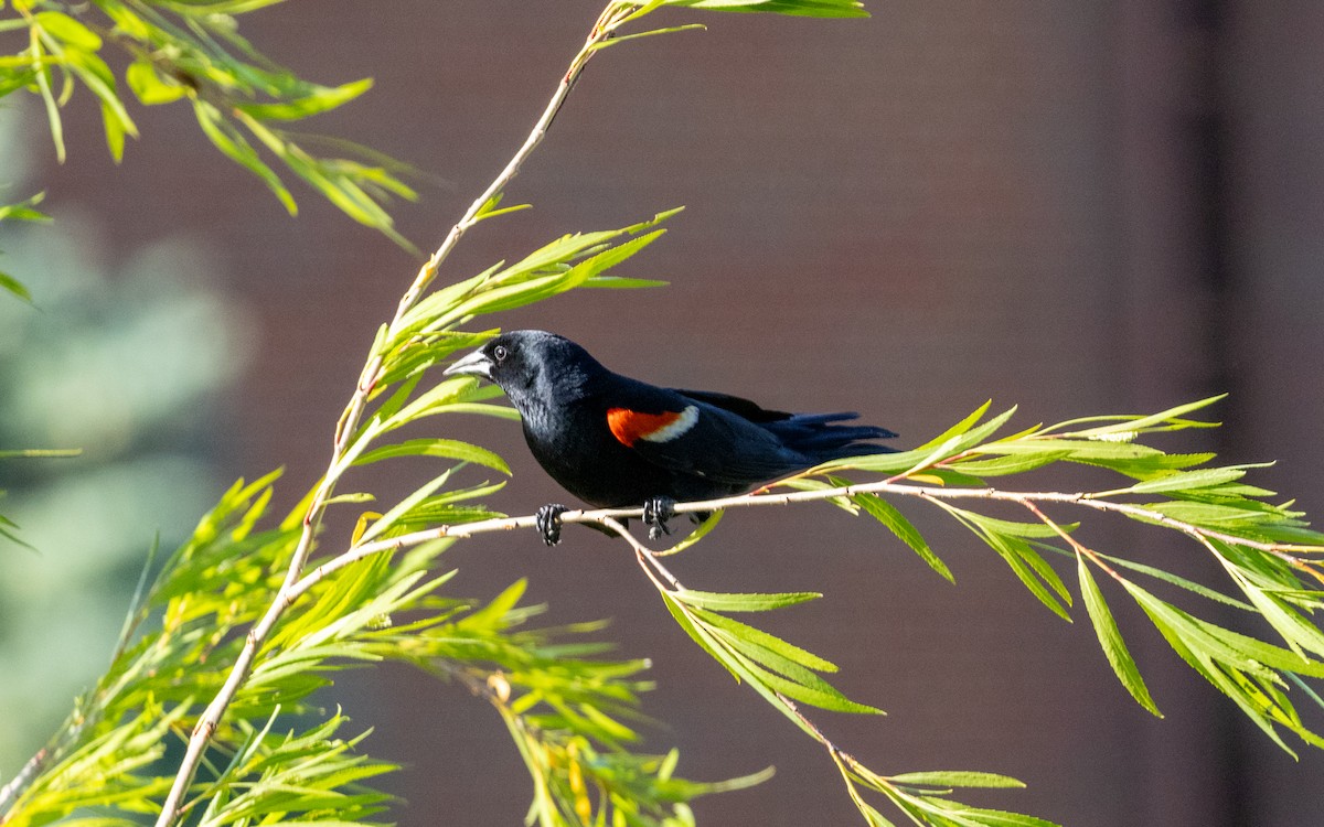 Red-winged Blackbird - ML619702242