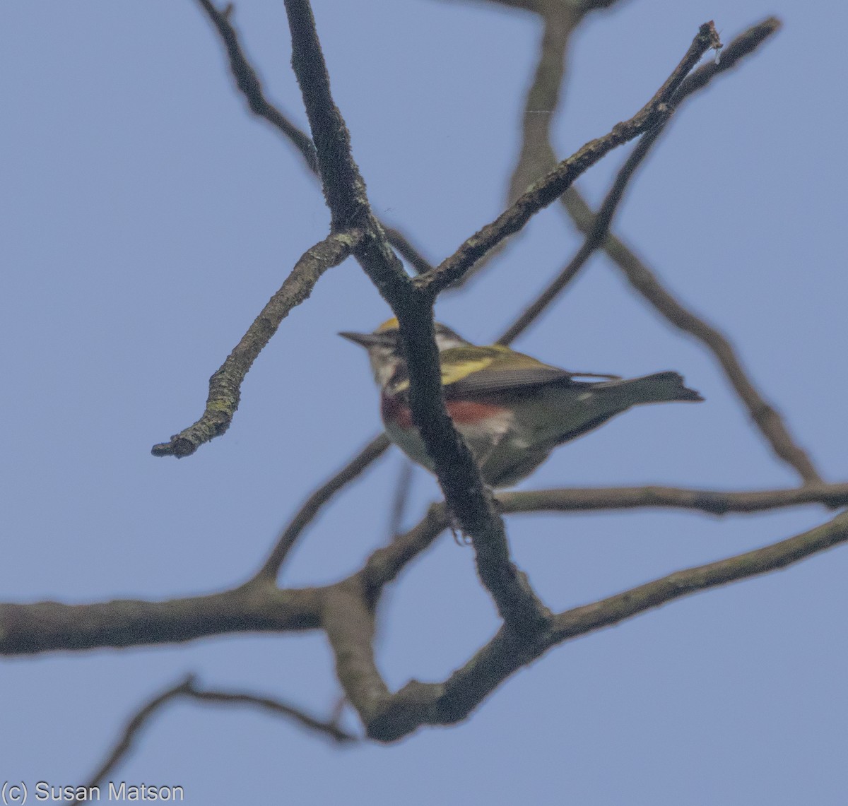 Chestnut-sided Warbler - ML619702349