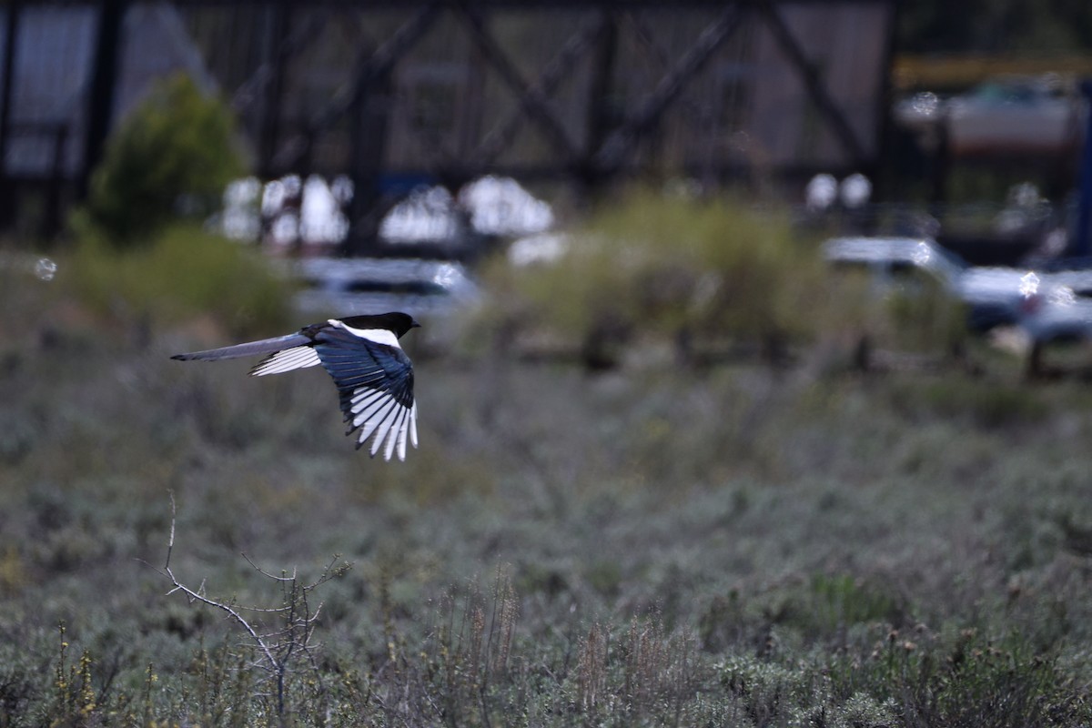 Black-billed Magpie - ML619702355