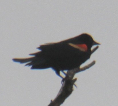 Red-winged Blackbird (Red-winged) - ML619702388