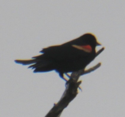 Red-winged Blackbird (Red-winged) - ML619702389