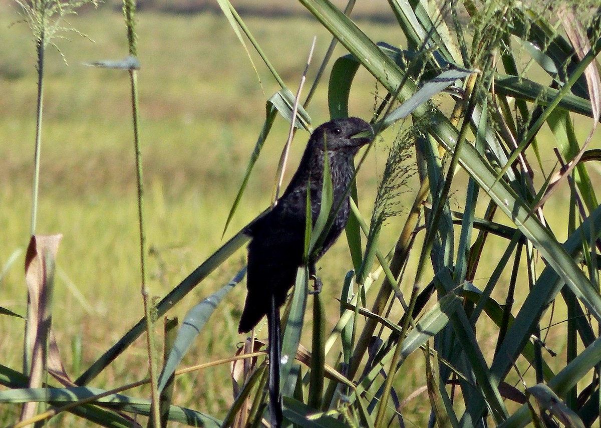 Smooth-billed Ani - ML619702405