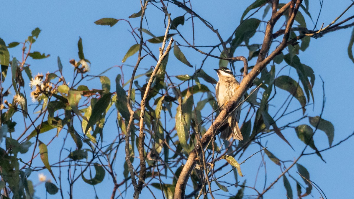 Black-chinned Honeyeater - ML619702413