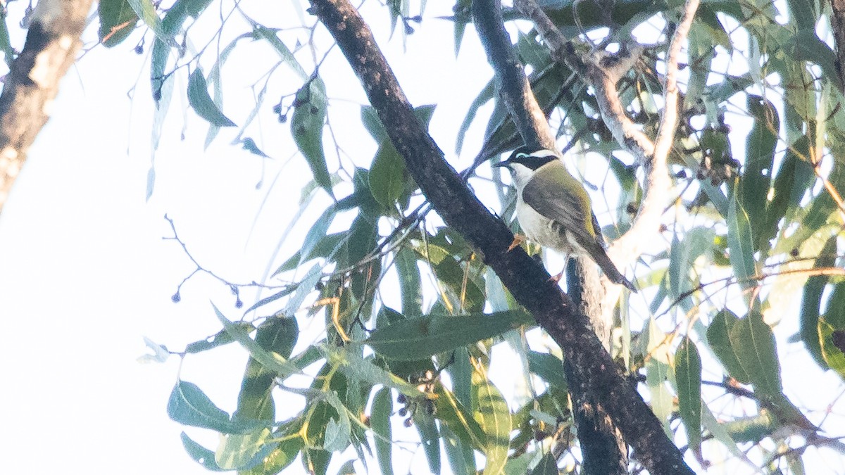 Black-chinned Honeyeater - ML619702414