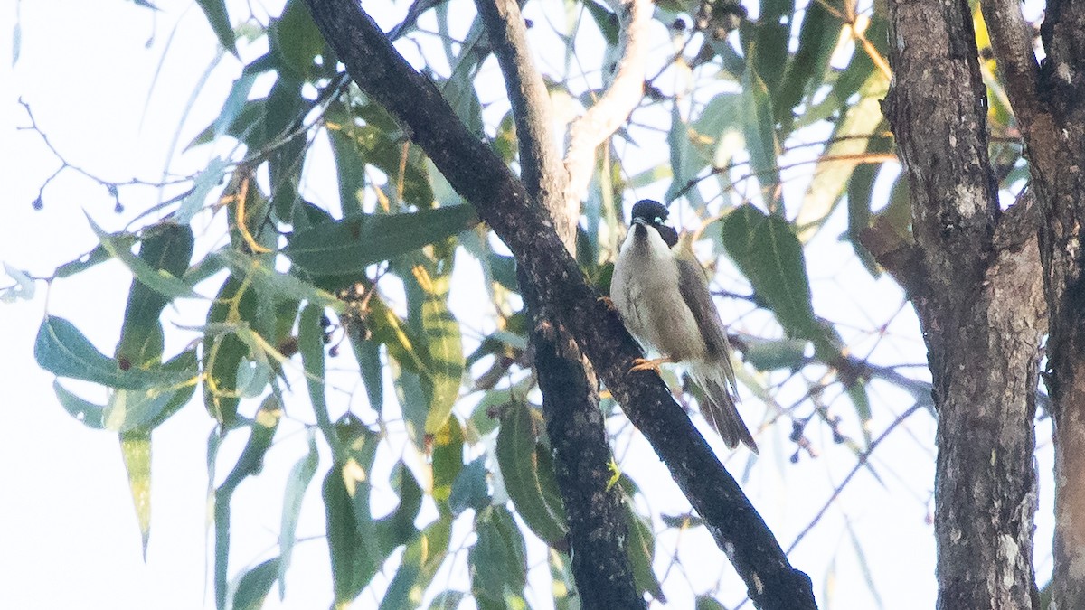 Black-chinned Honeyeater - ML619702415