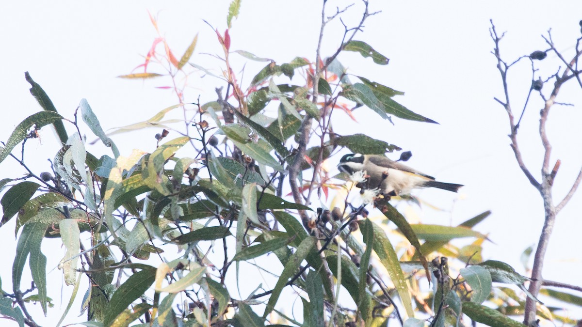 Black-chinned Honeyeater - ML619702416