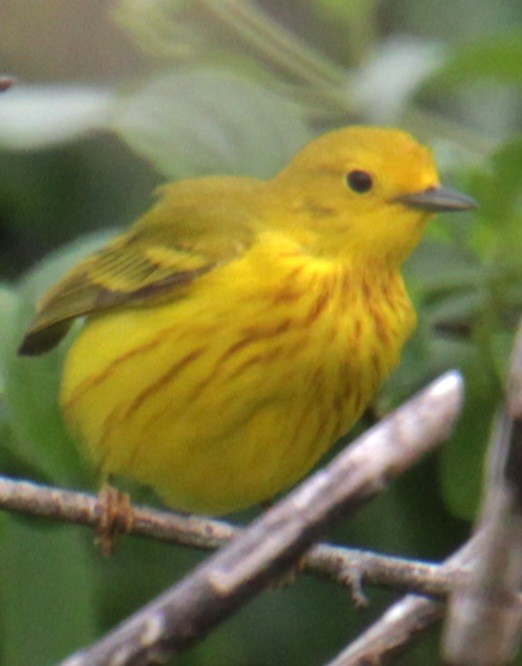 Yellow Warbler (Northern) - ML619702420