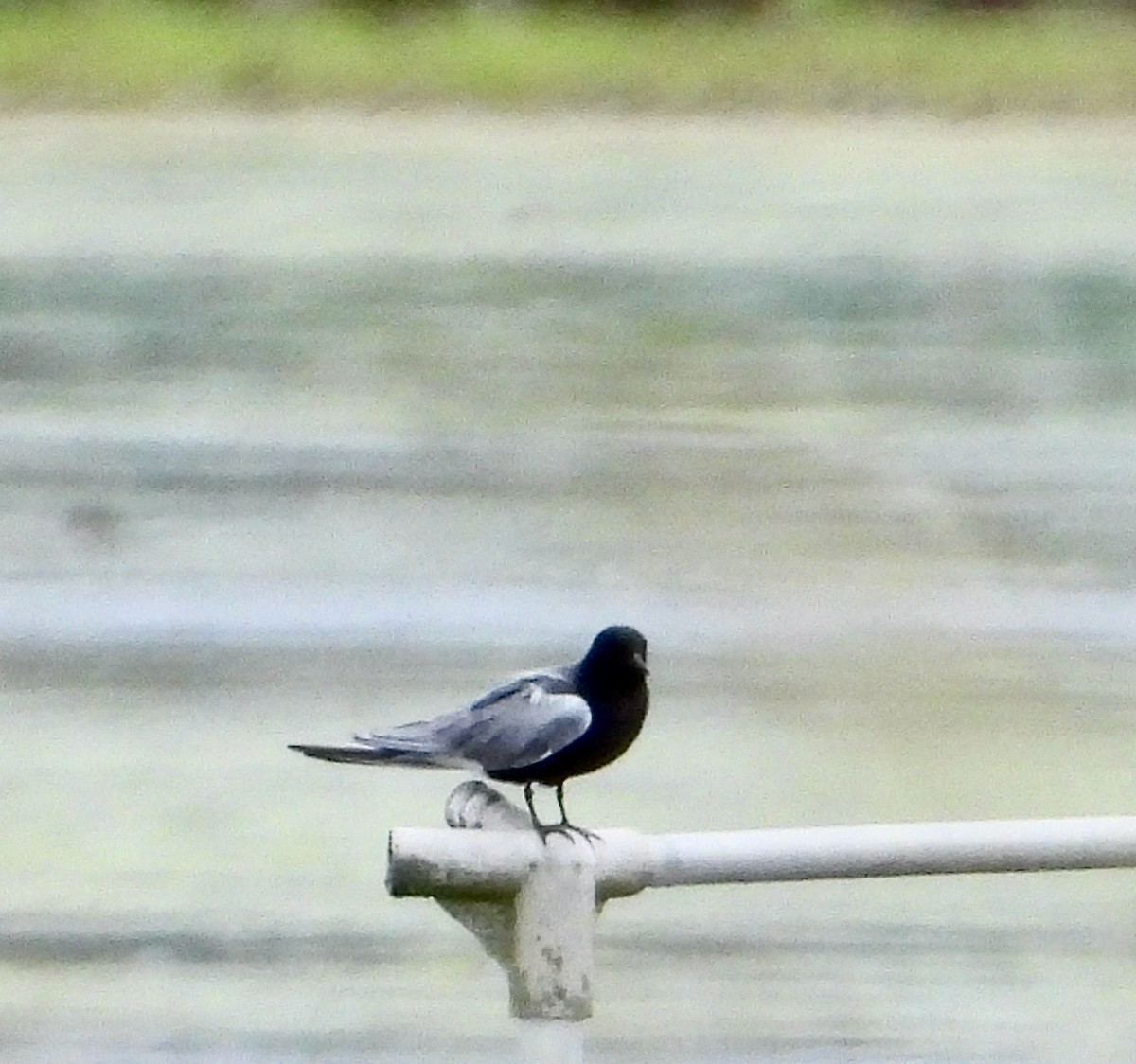 Black Tern - Kisa Weeman