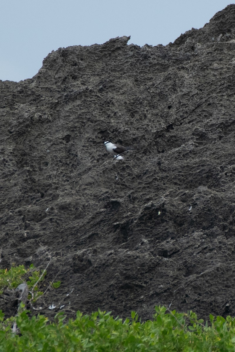 Bridled Tern - ML619702446