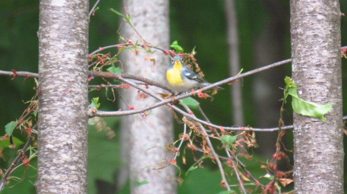 Northern Parula - ML619702463