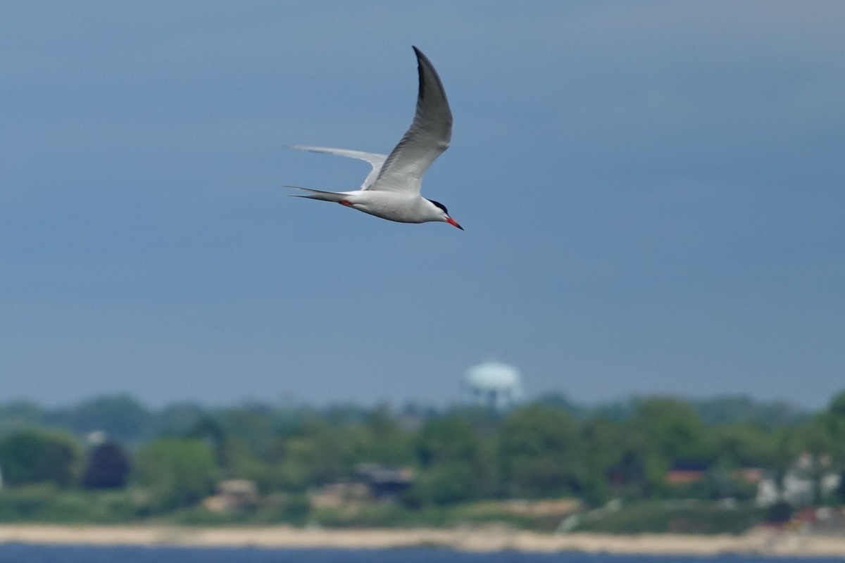 Common Tern - ML619702477