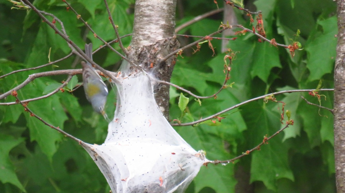 Northern Parula - ML619702486