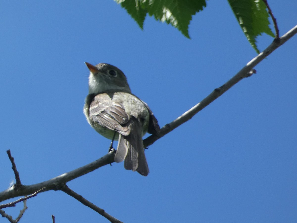 Least Flycatcher - ML619702488