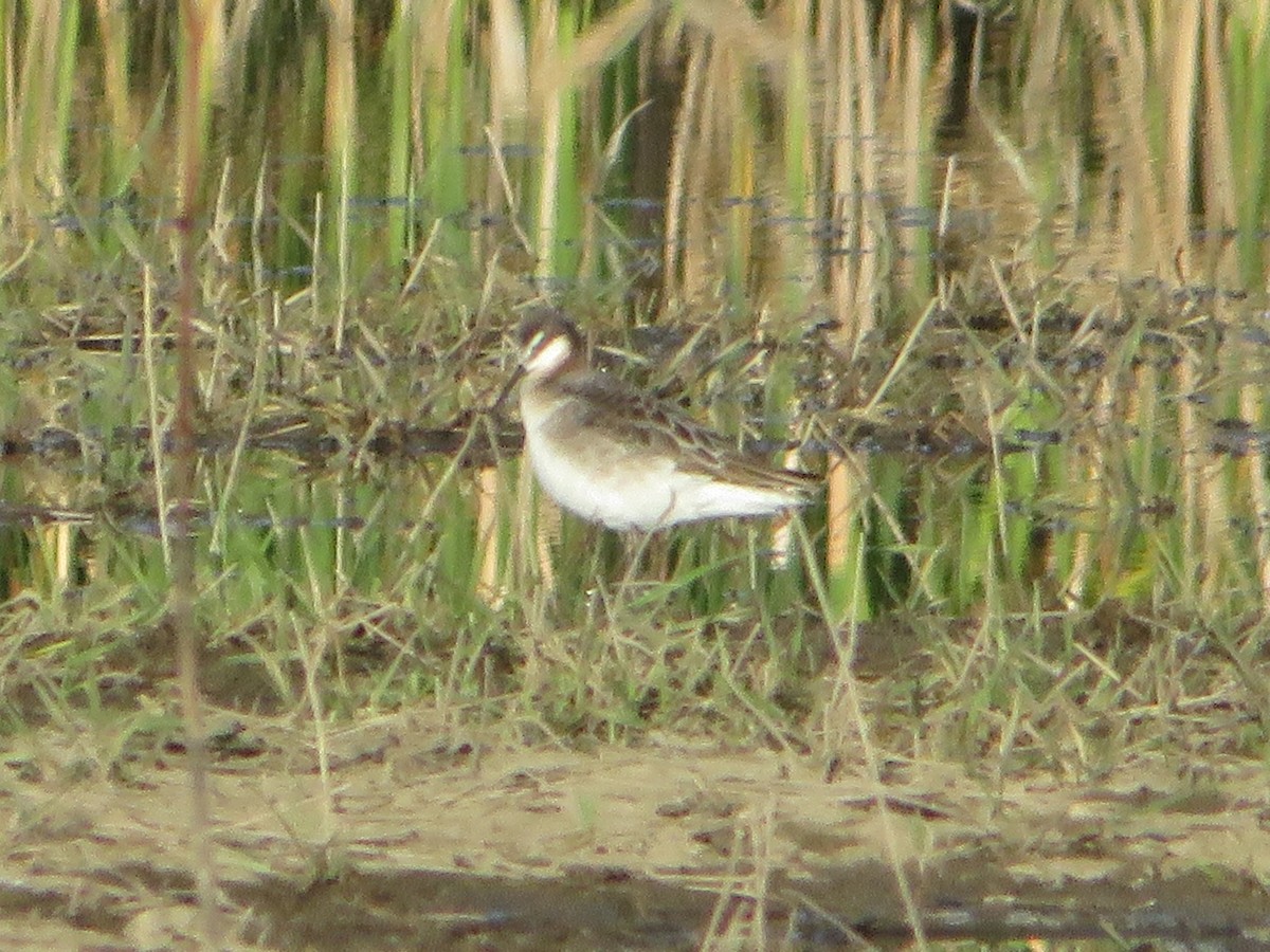 Falaropo Tricolor - ML619702496