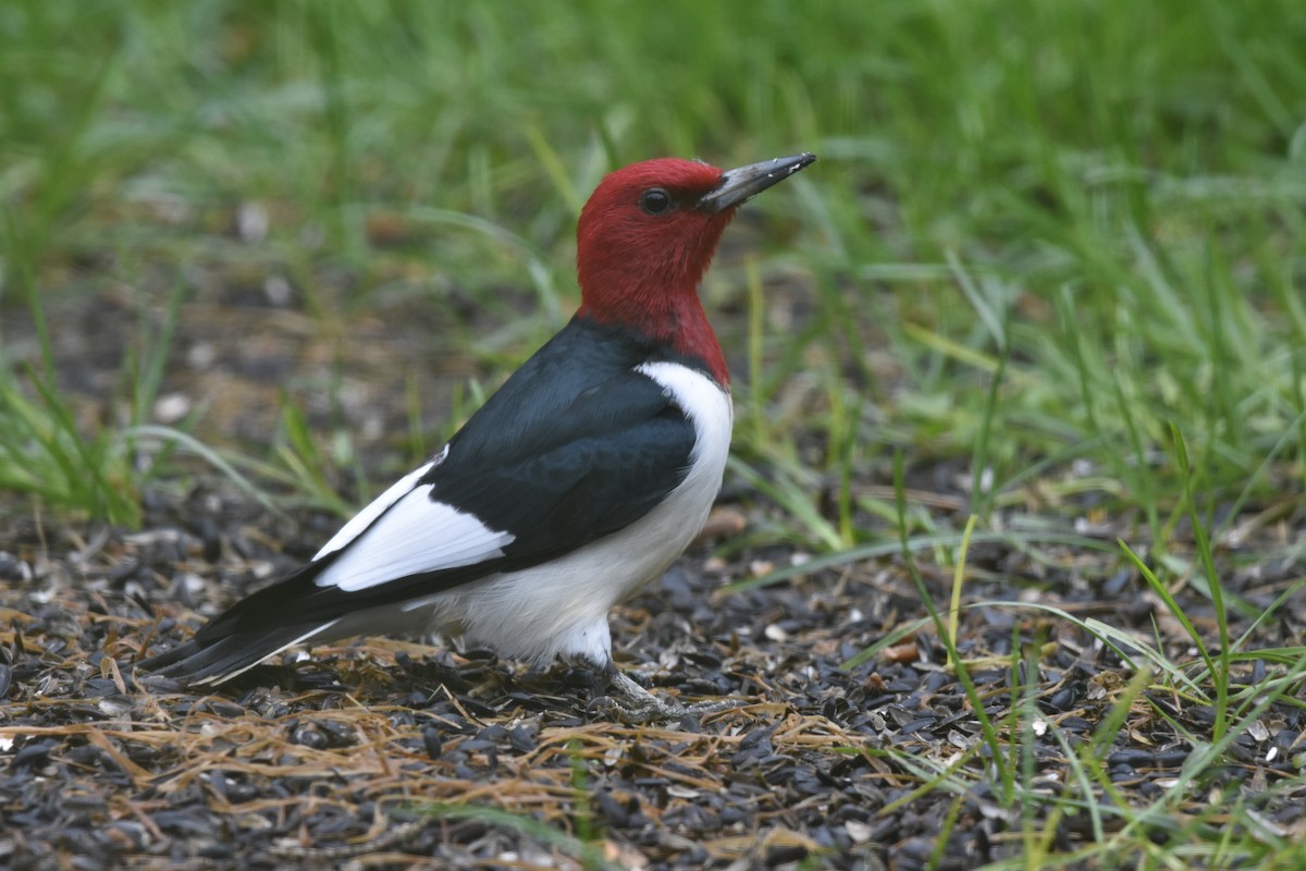 Red-headed Woodpecker - ML619702505