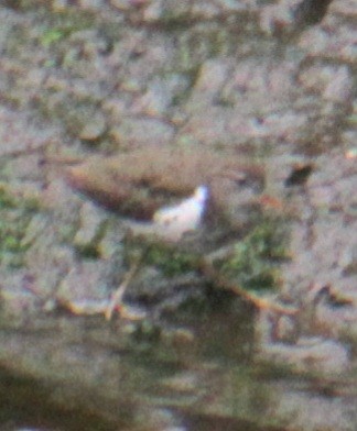 Spotted Sandpiper - ML619702510