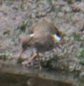 Spotted Sandpiper - ML619702513