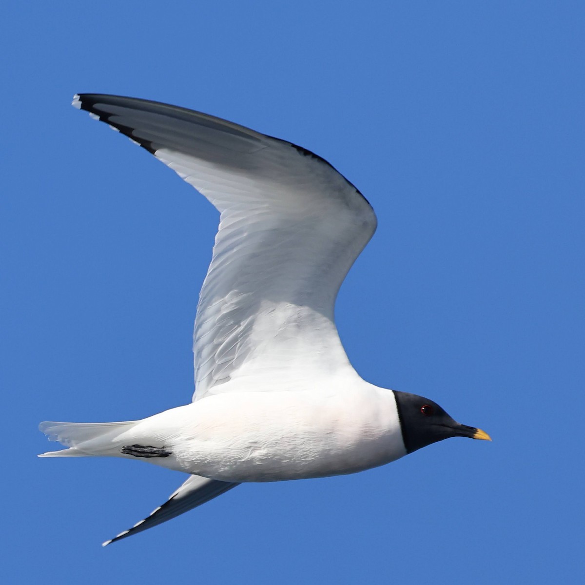 Sabine's Gull - ML619702536