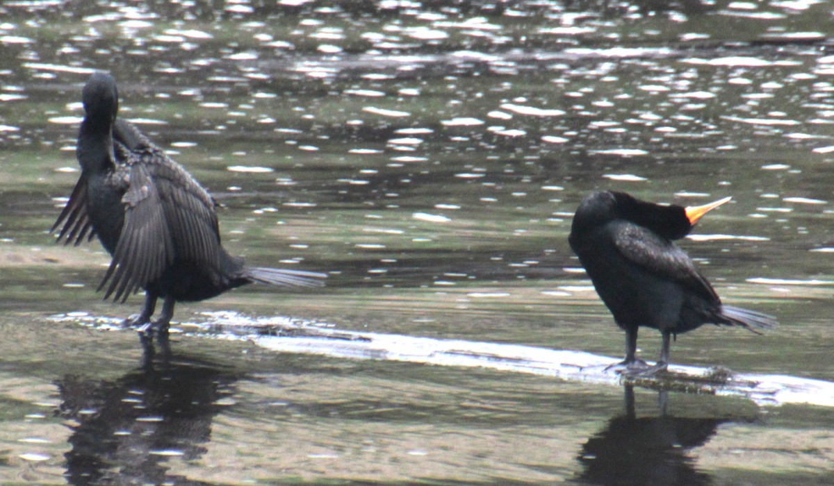 Double-crested Cormorant - ML619702563