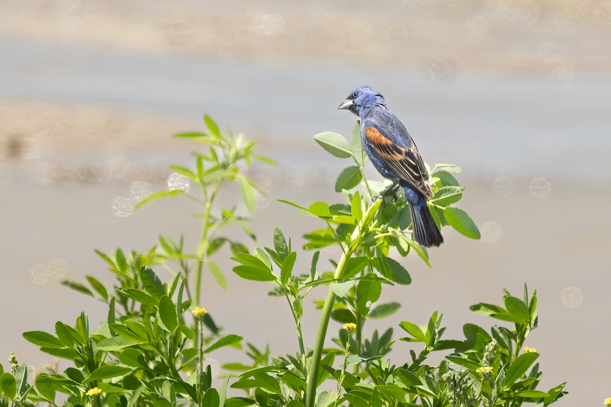 Blue Grosbeak - Kathryn McGiffen