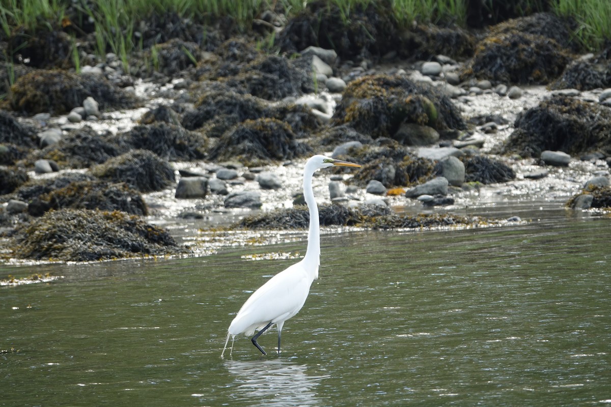 Great Egret - ML619702586