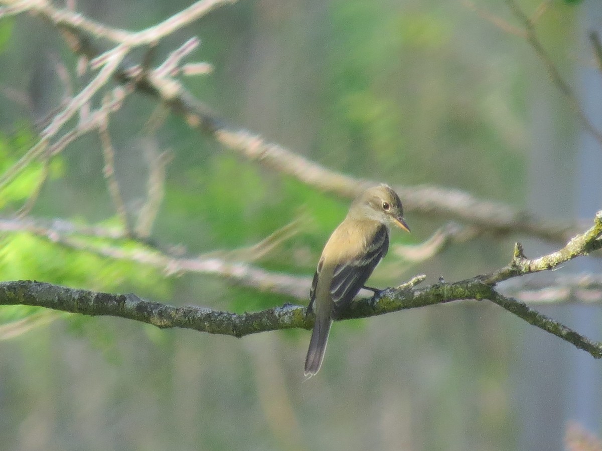 Mosquero sp. (Empidonax sp.) - ML619702611