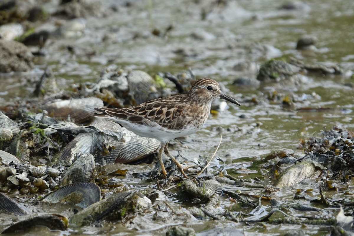 Least Sandpiper - ML619702616