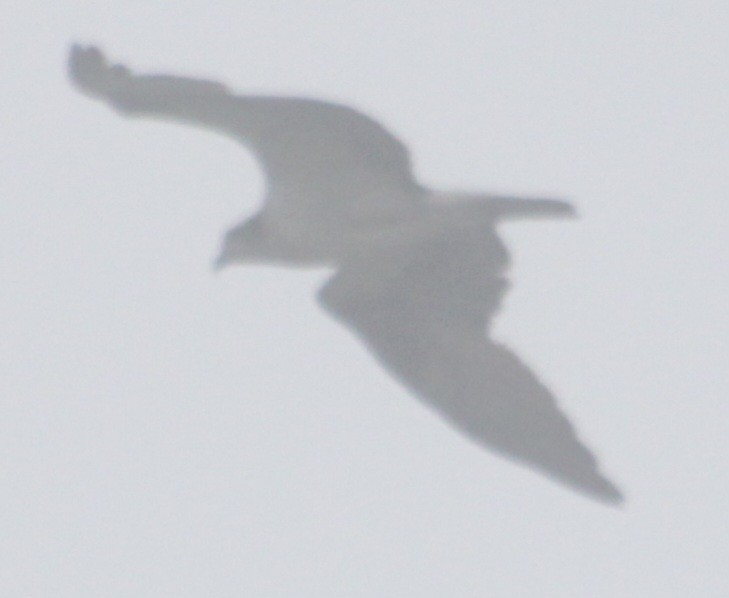 Osprey (carolinensis) - ML619702622