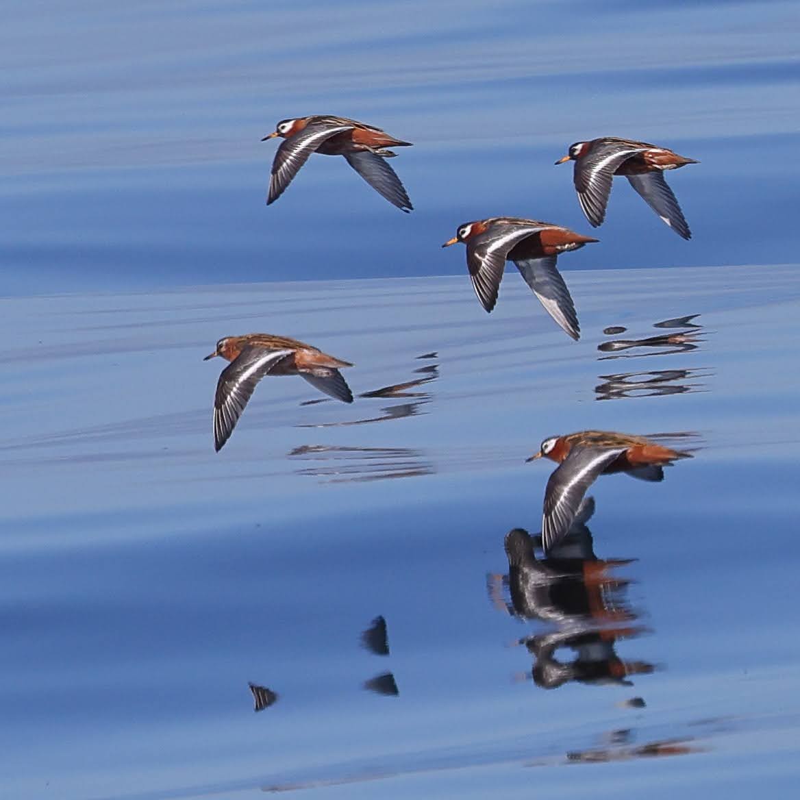 Phalarope à bec large - ML619702639