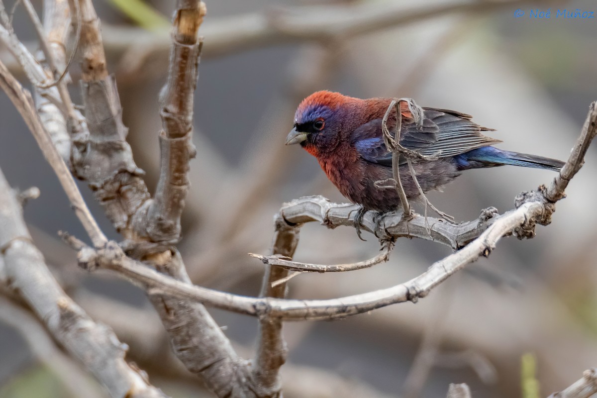 Varied Bunting - ML619702645