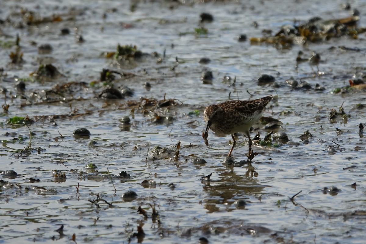 Least Sandpiper - ML619702650