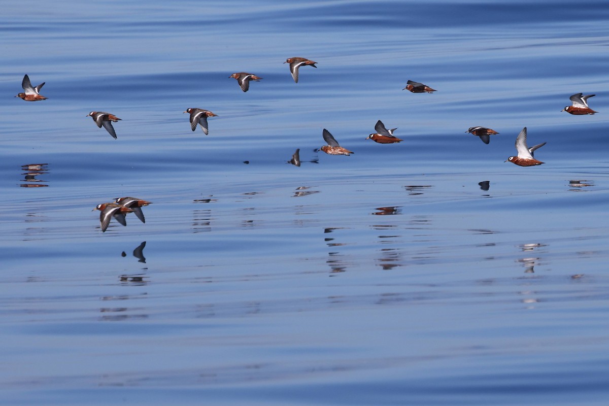 Phalarope à bec large - ML619702676