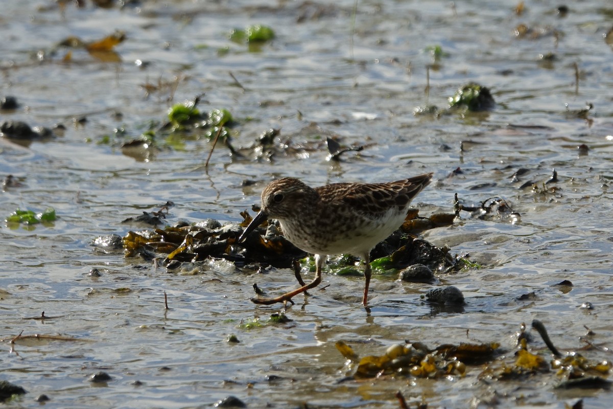 Least Sandpiper - ML619702685