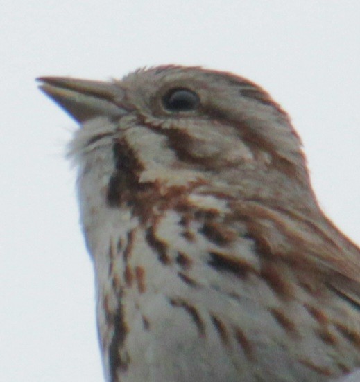 Song Sparrow (melodia/atlantica) - ML619702722