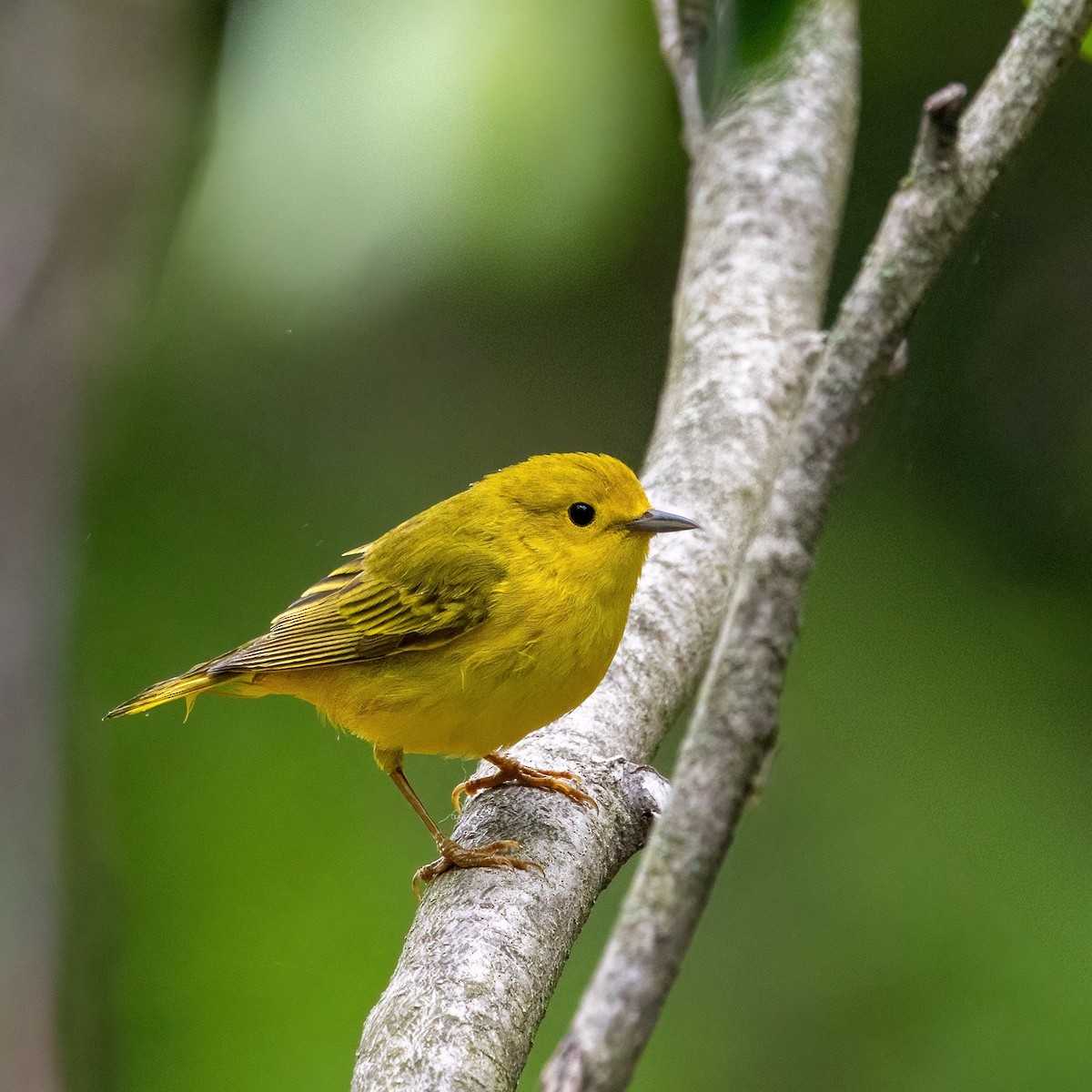 Paruline jaune - ML619702726