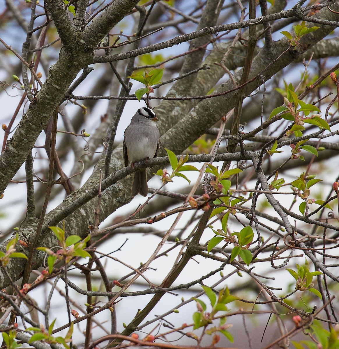 White-crowned Sparrow - ML619702744