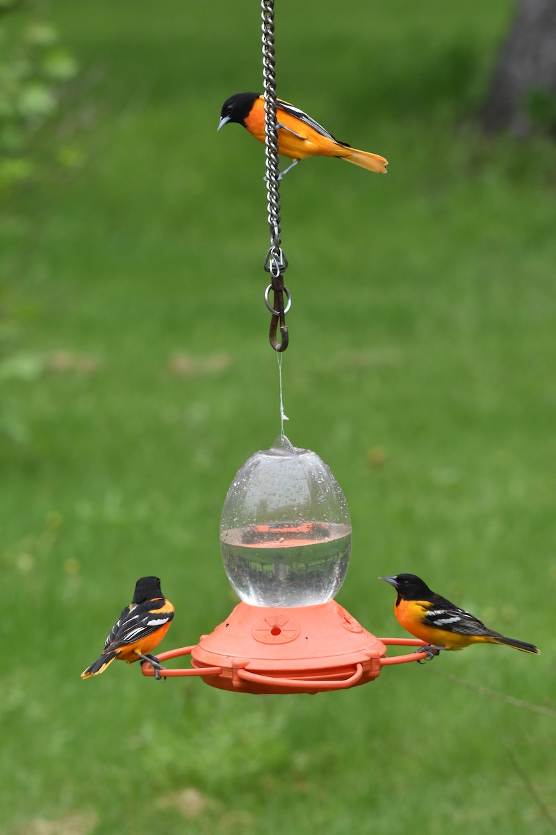 Baltimore Oriole - ML619702748