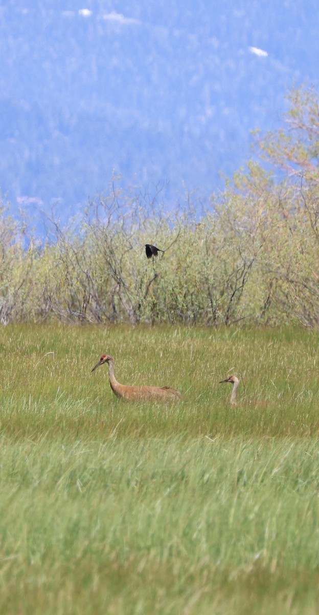 Sandhill Crane - ML619702752