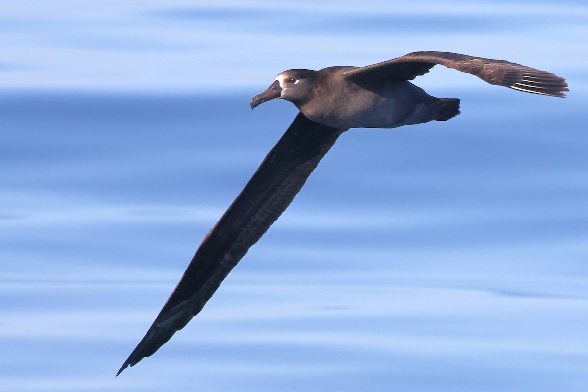 Albatros à pieds noirs - ML619702753