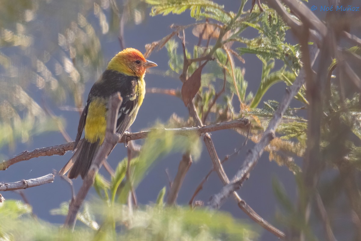 Western Tanager - ML619702758
