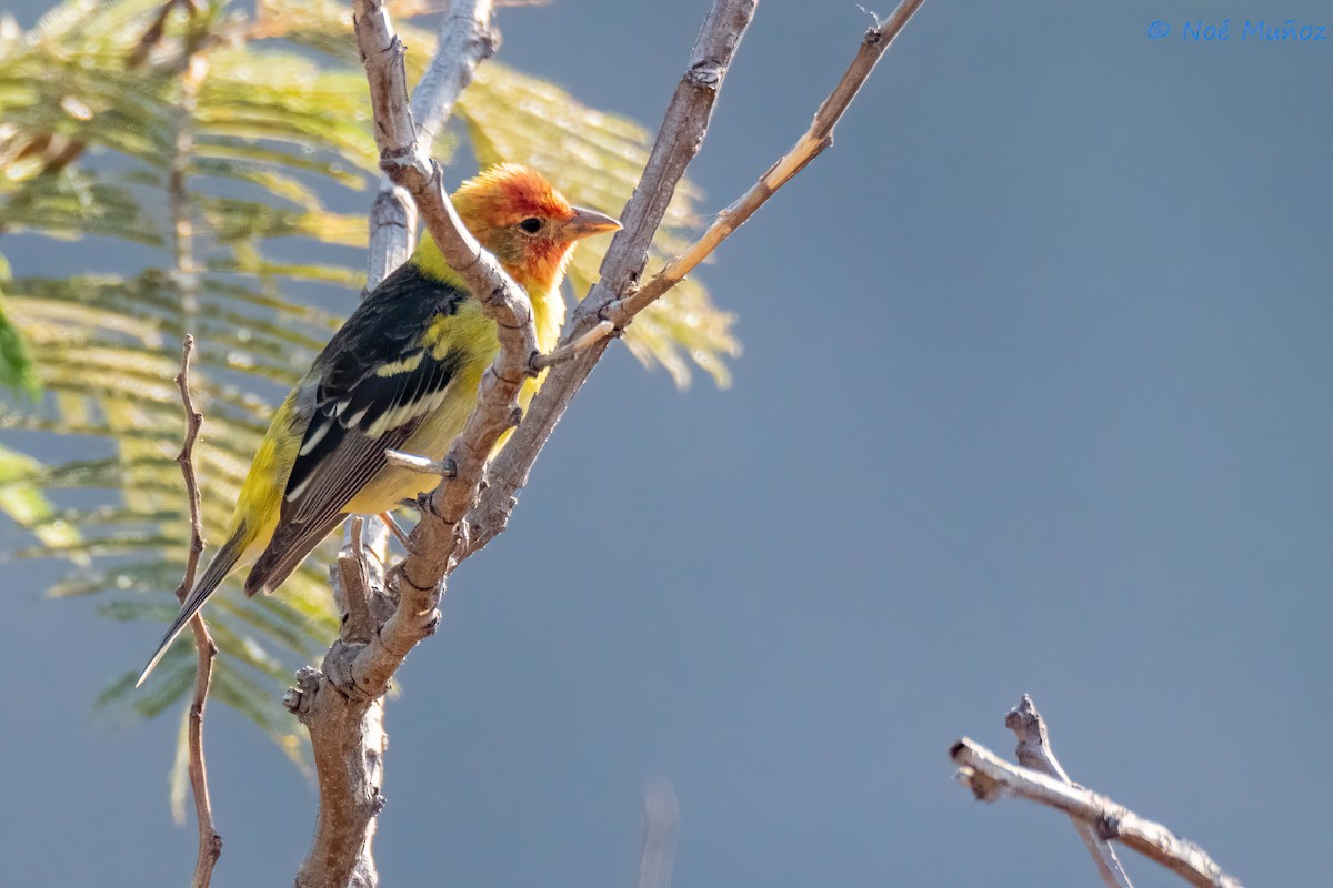 Western Tanager - ML619702759