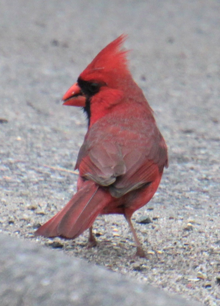 Cardinal rouge - ML619702761