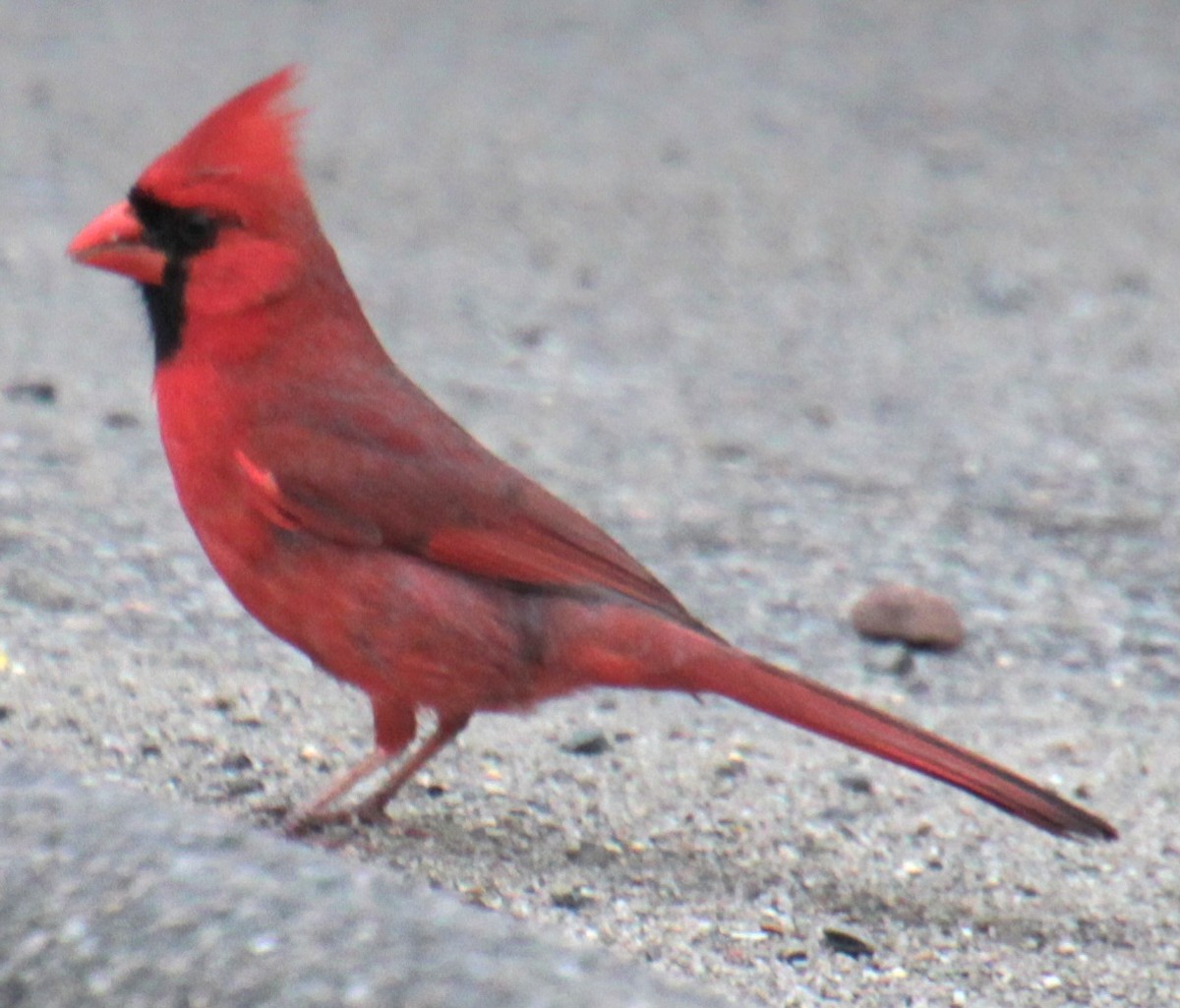 Cardinal rouge - ML619702762