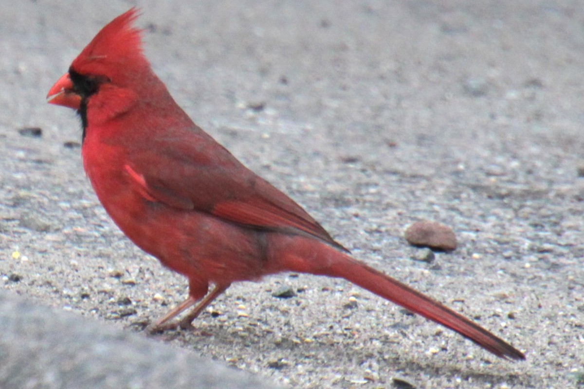 Cardinal rouge - ML619702763