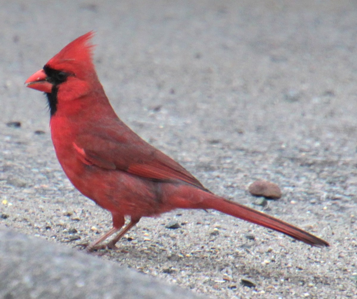 Cardinal rouge - ML619702764