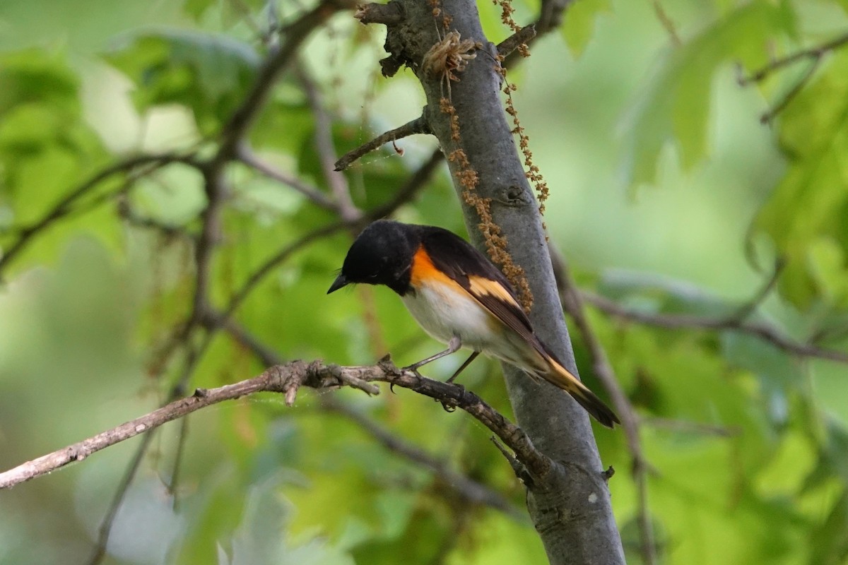 American Redstart - ML619702794