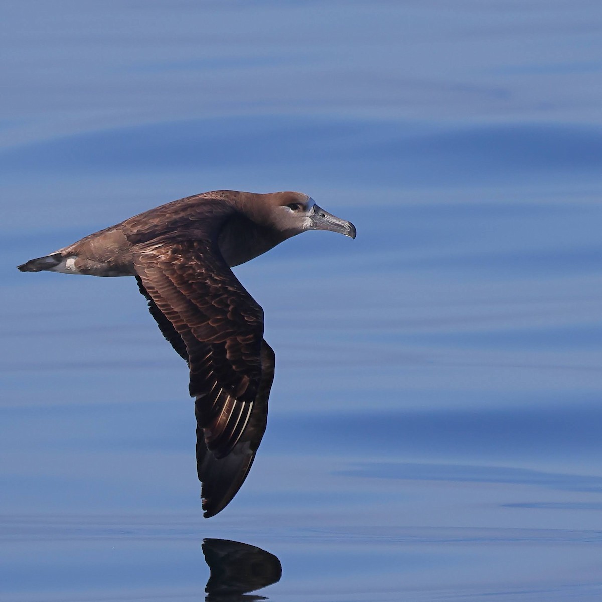 Albatros à pieds noirs - ML619702807