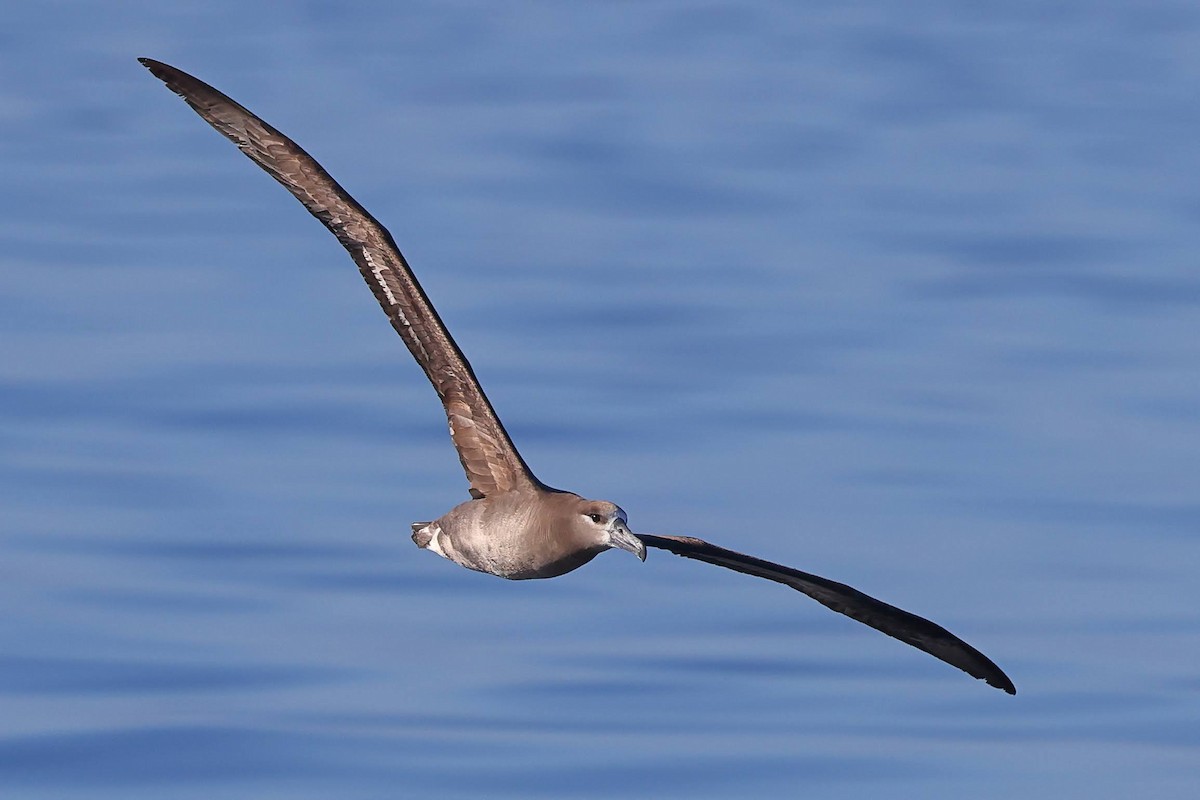 albatros černonohý - ML619702818